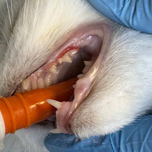 石家庄和协口腔医院预约挂号方式